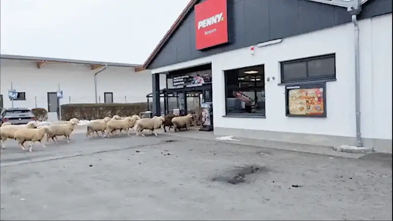 „Invazie” de oi într-un supermarket. Zeci de ovine s-au desprins de turmă și au ajuns printre rafturile cu produse