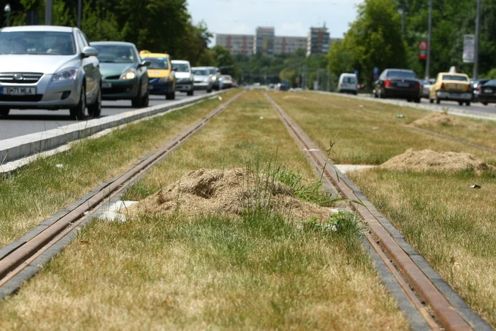 Linia verde de tramvai s-a transformat în fân FOTO Marian Iliescu