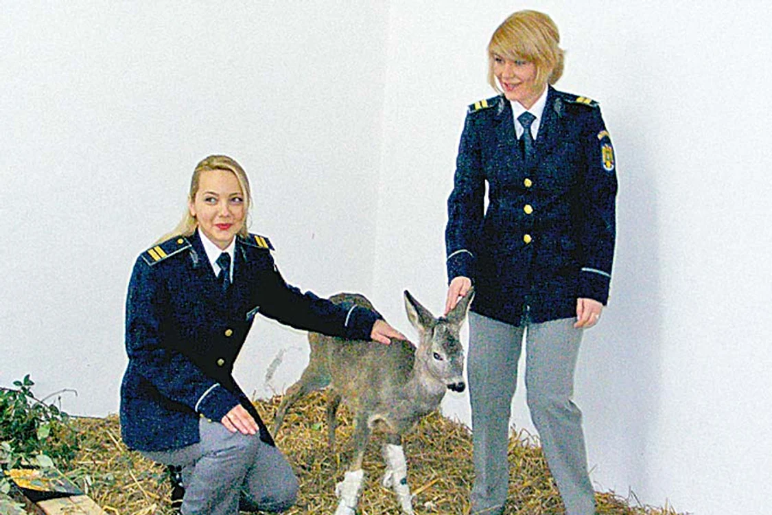 Căprioara şi-a rupt picioarele din faţă după ce a căzut de pe o stâncă