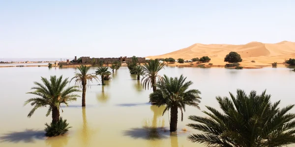 Inundație în deșertul Sahara FOTO Profimedia