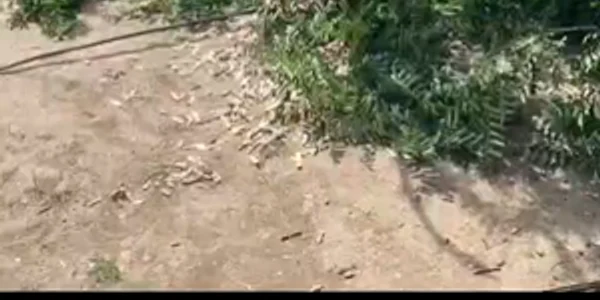 Un copil de 10 ani din Succeava a fost rănit după ce un copac a căzut Sursa ISU mp4 thumbnail png