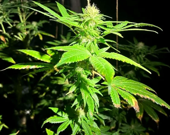Bărbatul a cultivat plante de canabis într-o seră. FOTO IPJ Bacău