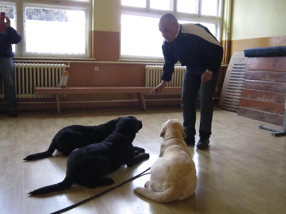 Cei patru labradori au fost dresaţi timp de un an