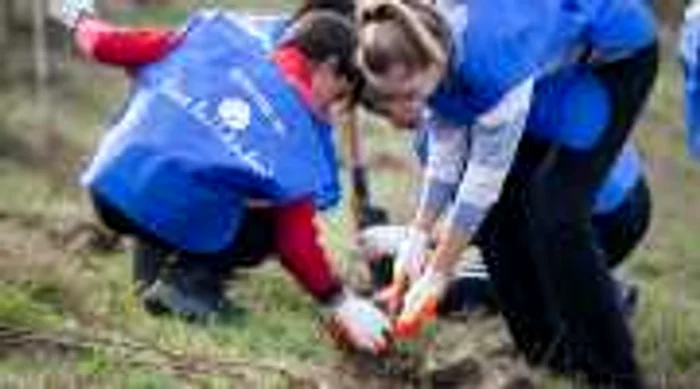 180 de voluntari au participat la plantare FOTO Petrom