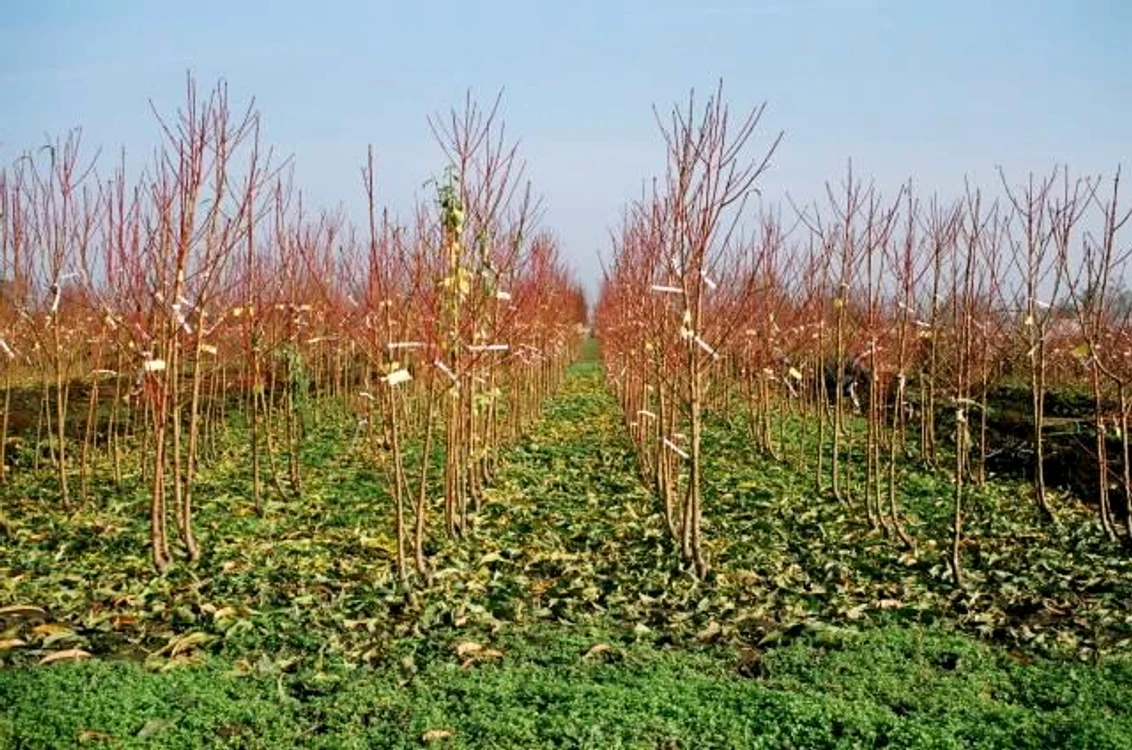 Crescătorie de pomi fructiferi