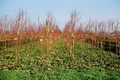 Crescătorie de pomi fructiferi jpeg