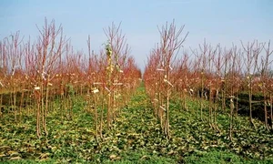 Crescătorie de pomi fructiferi jpeg