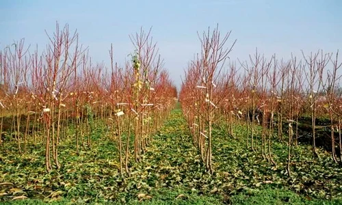 Crescătorie de pomi fructiferi jpeg