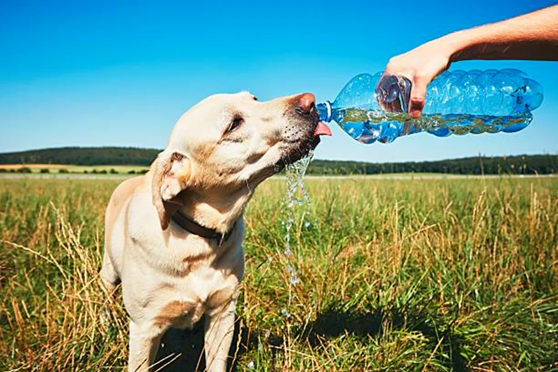 Unii câini pot resimți sever efectele caniculei / foto: IStock
