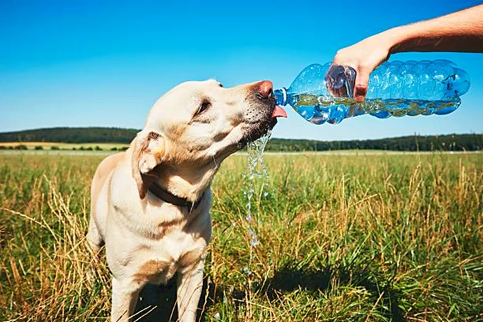 Unii câini pot resimți sever efectele caniculei / foto: IStock