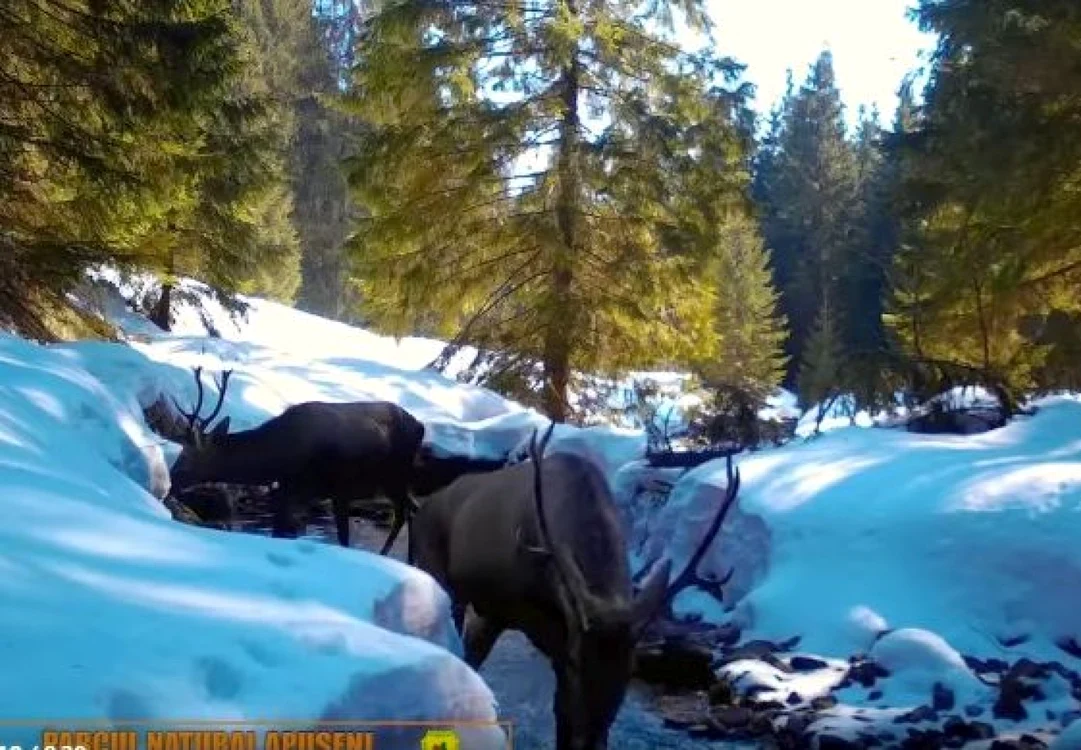 Cei doi cerbi se deplasează prin apa pârâului. Foto captură video Parcul Natural Apuseni