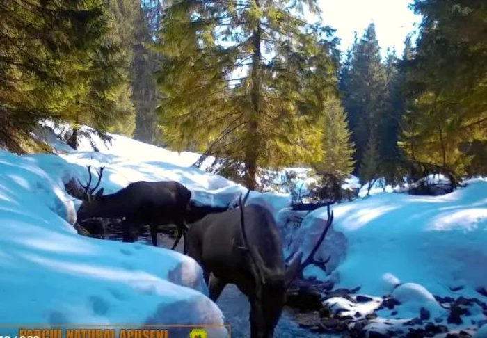 Cei doi cerbi se deplasează prin apa pârâului. Foto captură video Parcul Natural Apuseni