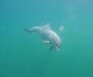 Imaginiile cu delfinul au făcut furori pe internet / Sursa foto: Omul cu Branhii