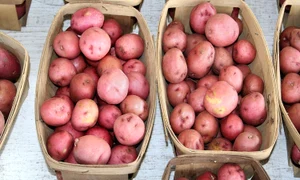 1 potatoes jpg jpeg