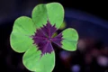 oxalis deppei iron cross 4196782 640 jpeg