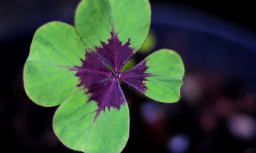 oxalis deppei iron cross 4196782 640 jpeg