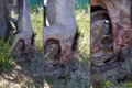 Așa arată animalul care i a speriat pe sătenii din Oancea, Galați jpeg