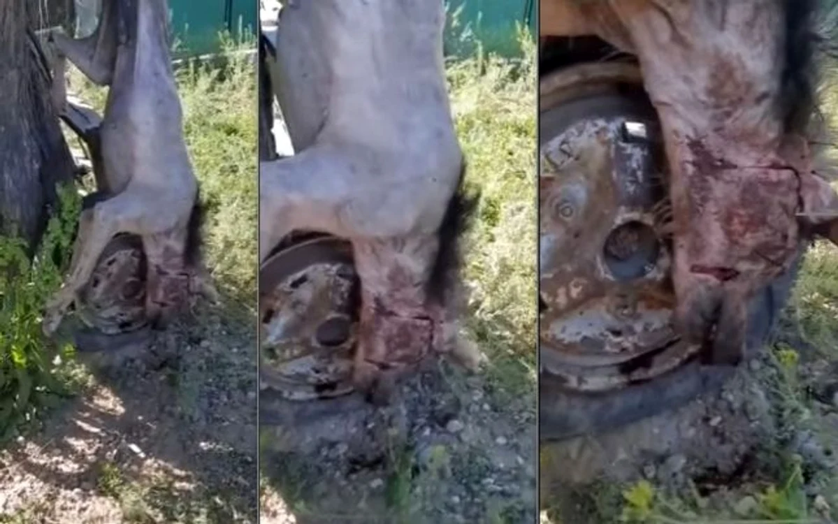 Așa arată animalul care i-a speriat pe sătenii din Oancea, Galați