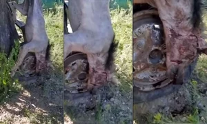 Așa arată animalul care i a speriat pe sătenii din Oancea, Galați jpeg