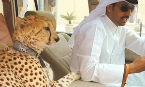 leopard dubai1254445 jpeg