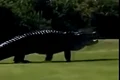 aligator teren golf florida jpeg