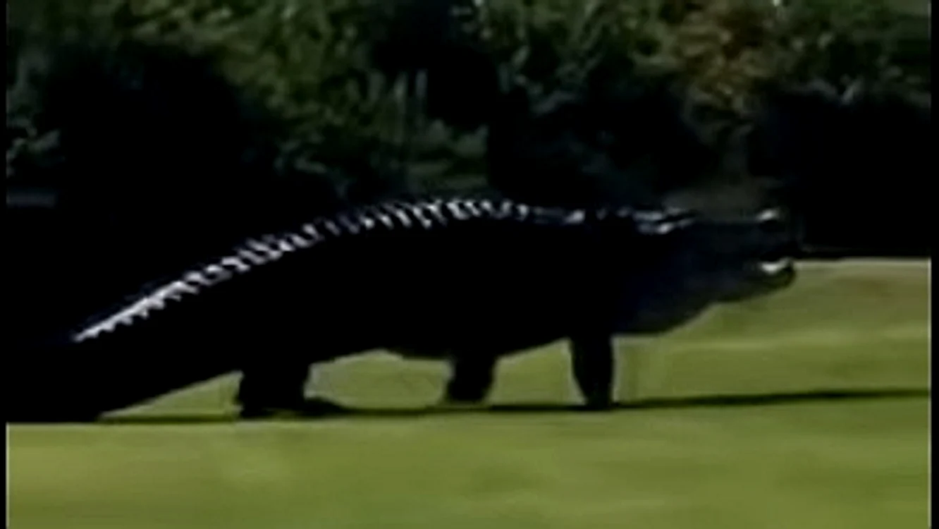 
    Un aligator de dimensiuni neobișnuit de mari se plimbă pe teren de golf  