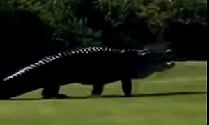 aligator teren golf florida jpeg