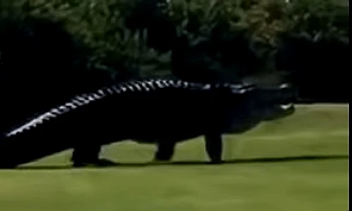 aligator teren golf florida jpeg