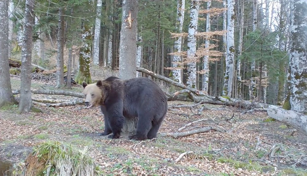 „Adevăratul Baloo”, surprins într-o pădure din Neamț, în timp ce făcea spectacol VIDEO
