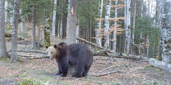 Baloo Romsilva jpg