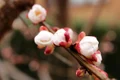 apricot tree 4051319 1280 jpg