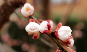 apricot tree 4051319 1280 jpg