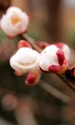 apricot tree 4051319 1280 jpg
