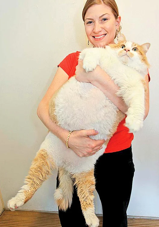 
    Motanul Garfield,  gras cât un  copil de 4 ani  