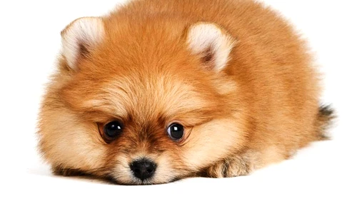 1 55578 original jpg jpeg