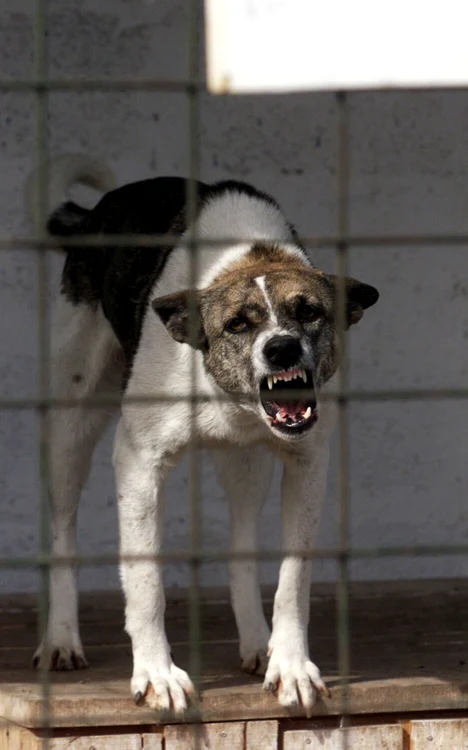 O femeie a fost muşcată de câine FOTO Mediafax