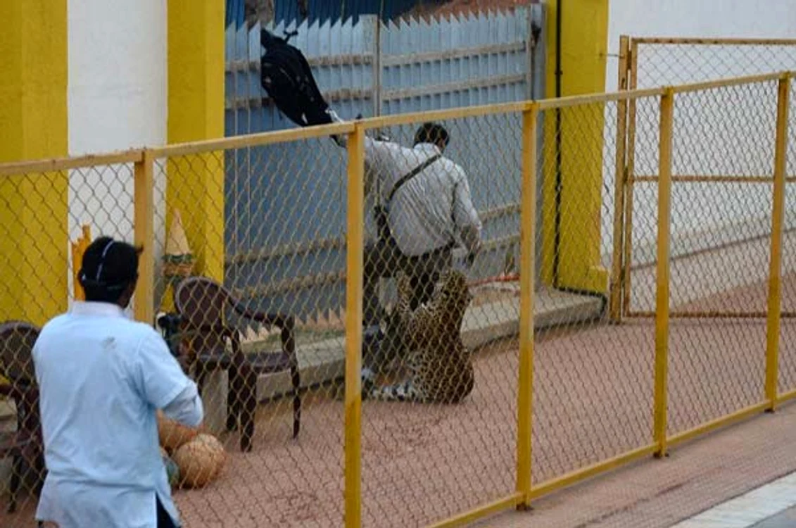 
    Angajaţii şcolii s-au chinuit 10 ore să prindă leopardul foto: Getty Images  