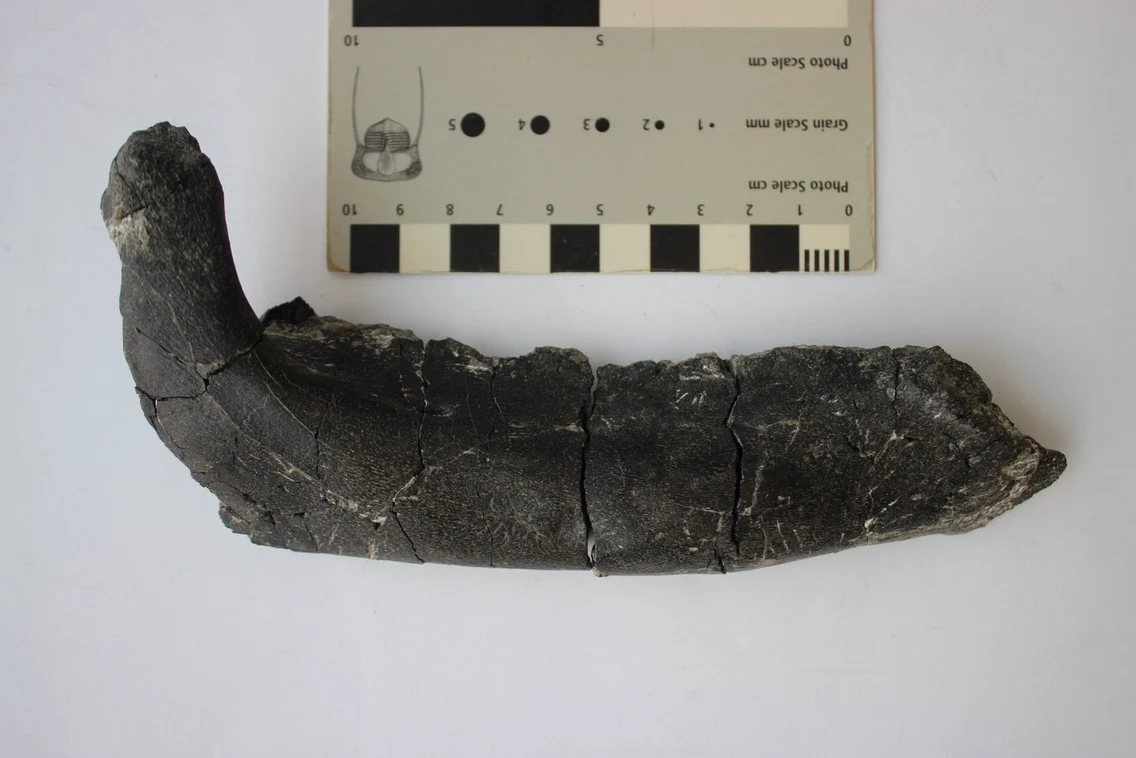 Fosile de dinozauri descoperite în Țara Hațegului  Foto Janos Magyar (8) JPG