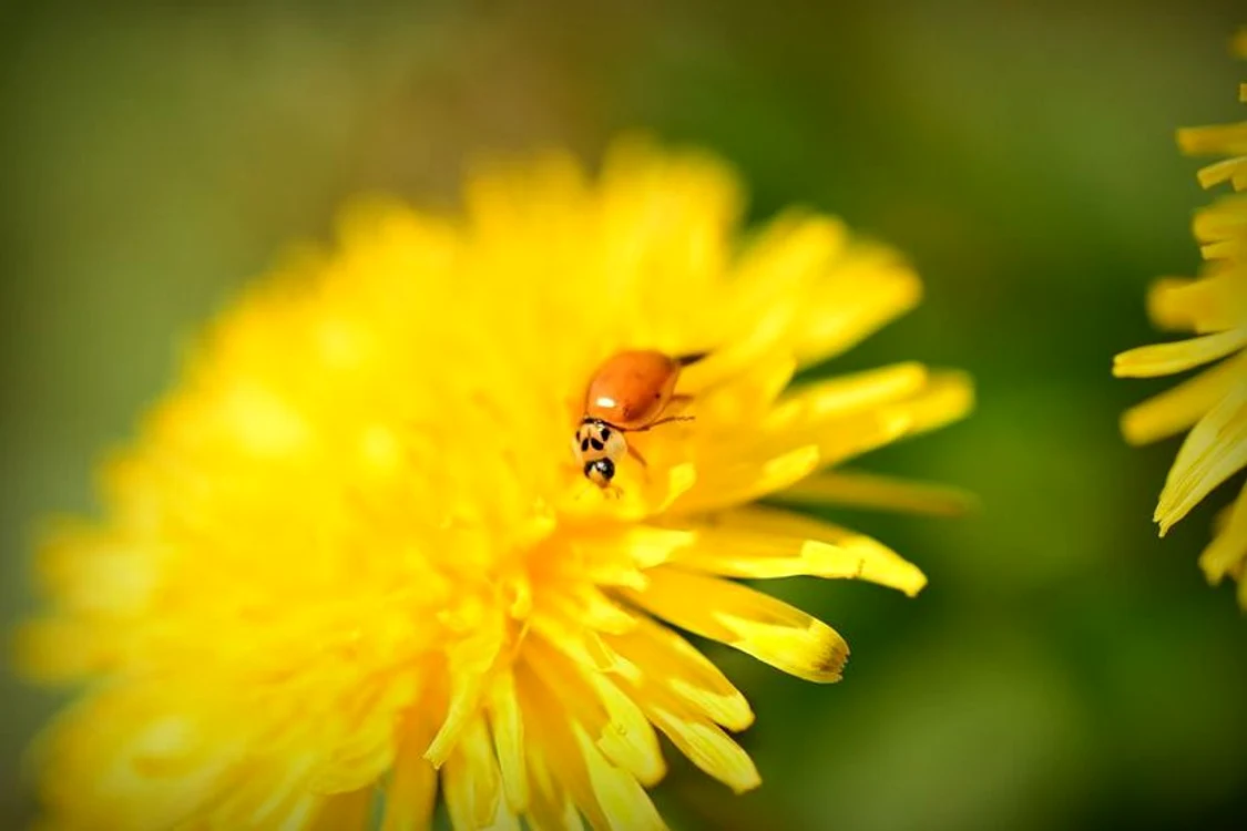 
    5 diuretice naturale, cu efect garantat  