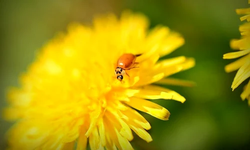 5 diuretice naturale cu efect garantat jpeg