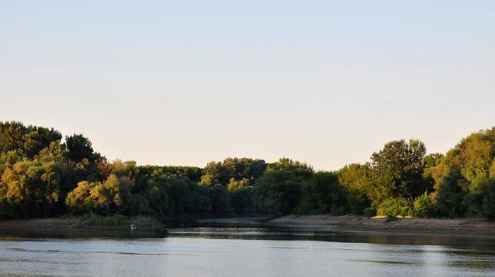Peștii au fost văzuți în râul Bega / foto: ecluzepebega.ro
