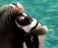 O focă şi un pinguin se îmbrăţişează  jpeg