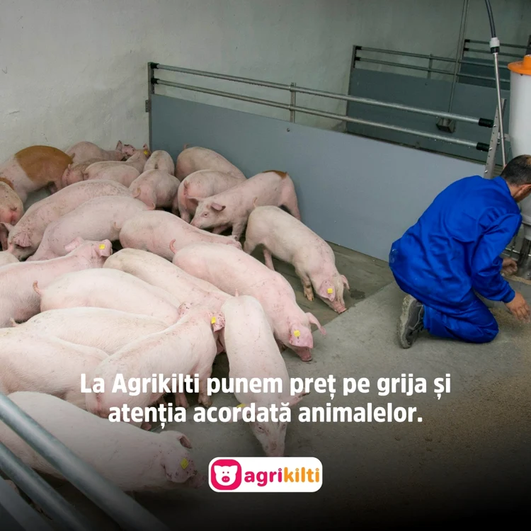 În ferma din Ipoteşti vor fi ucişi din cauza pestei porcine africane aproape 30.000 porci FOTO: Facebook/Agrikilti