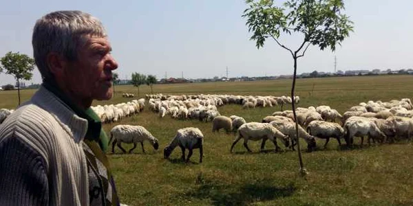 Oi la marginea Timişoarei