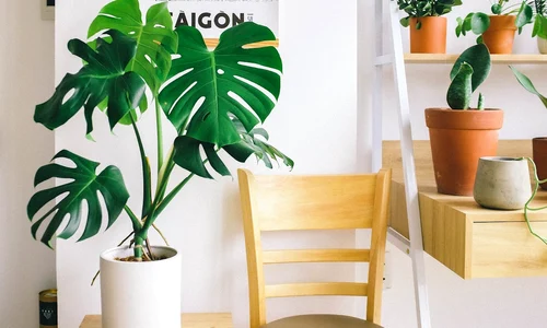 Tehnici simple de îmbunătățire a calității aerului din casă jpg