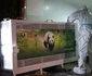 panda 03 foto XINHUA jpg