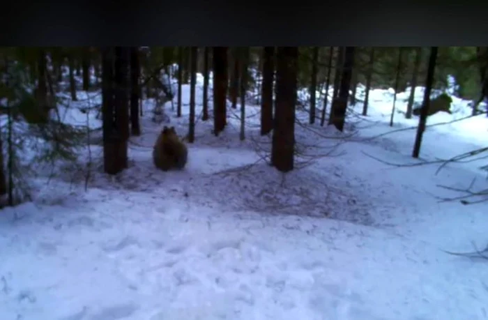 Ursul speriat se îndepărtează de zona unde este camera de filmat