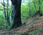 cetatea dacica blidaru foto daniel guta adevarul