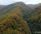 Păduri în județul Hunedoara Foto Daniel Guță ADEVĂRUL (26) JPG