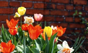 narcise si lalele jpg